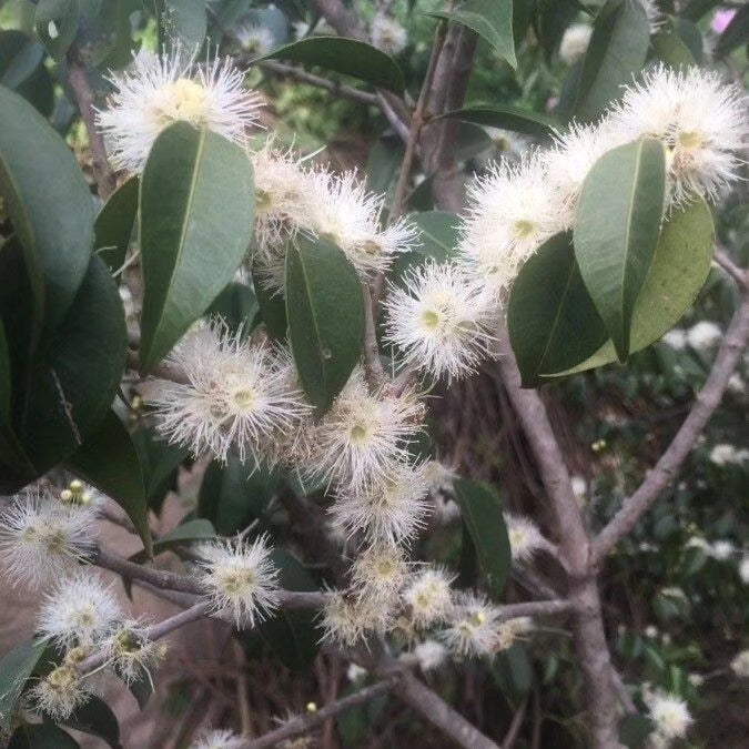 Neomitranthes obscura "Pitanga da Restinga"