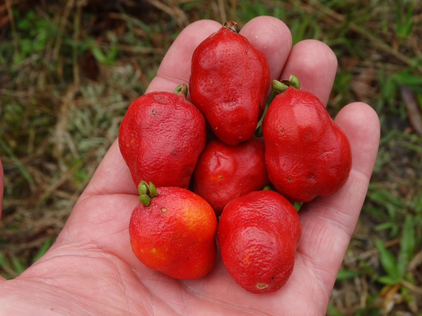 Eugenia cf. sclerocalyx "Paraná