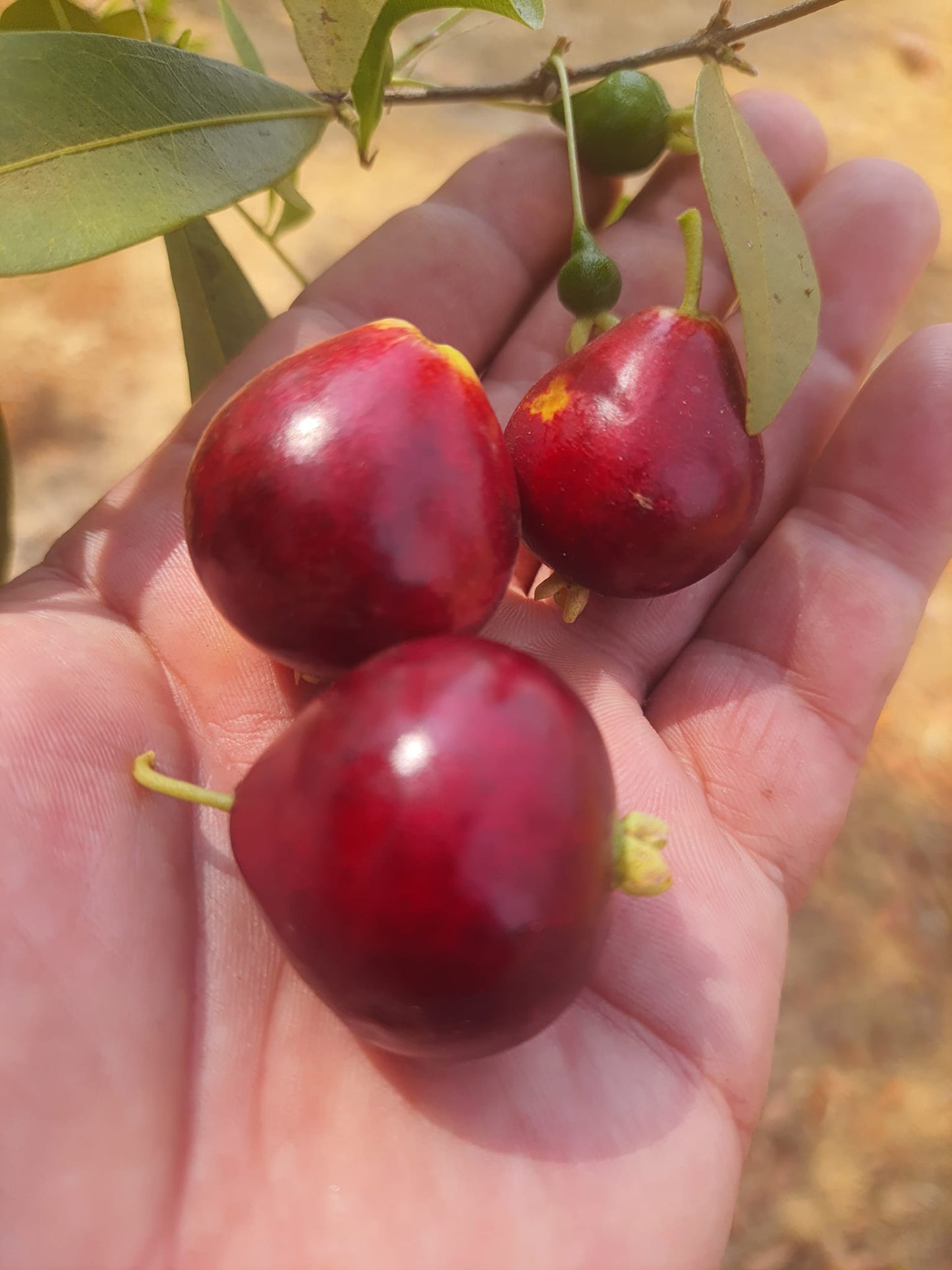 Eugenia gemmiflora