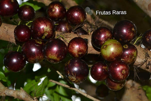 Plinia trunciflora "Cabinho rajada da UNESP"