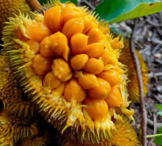 Artocarpus hirsutus "Anjili Jack"