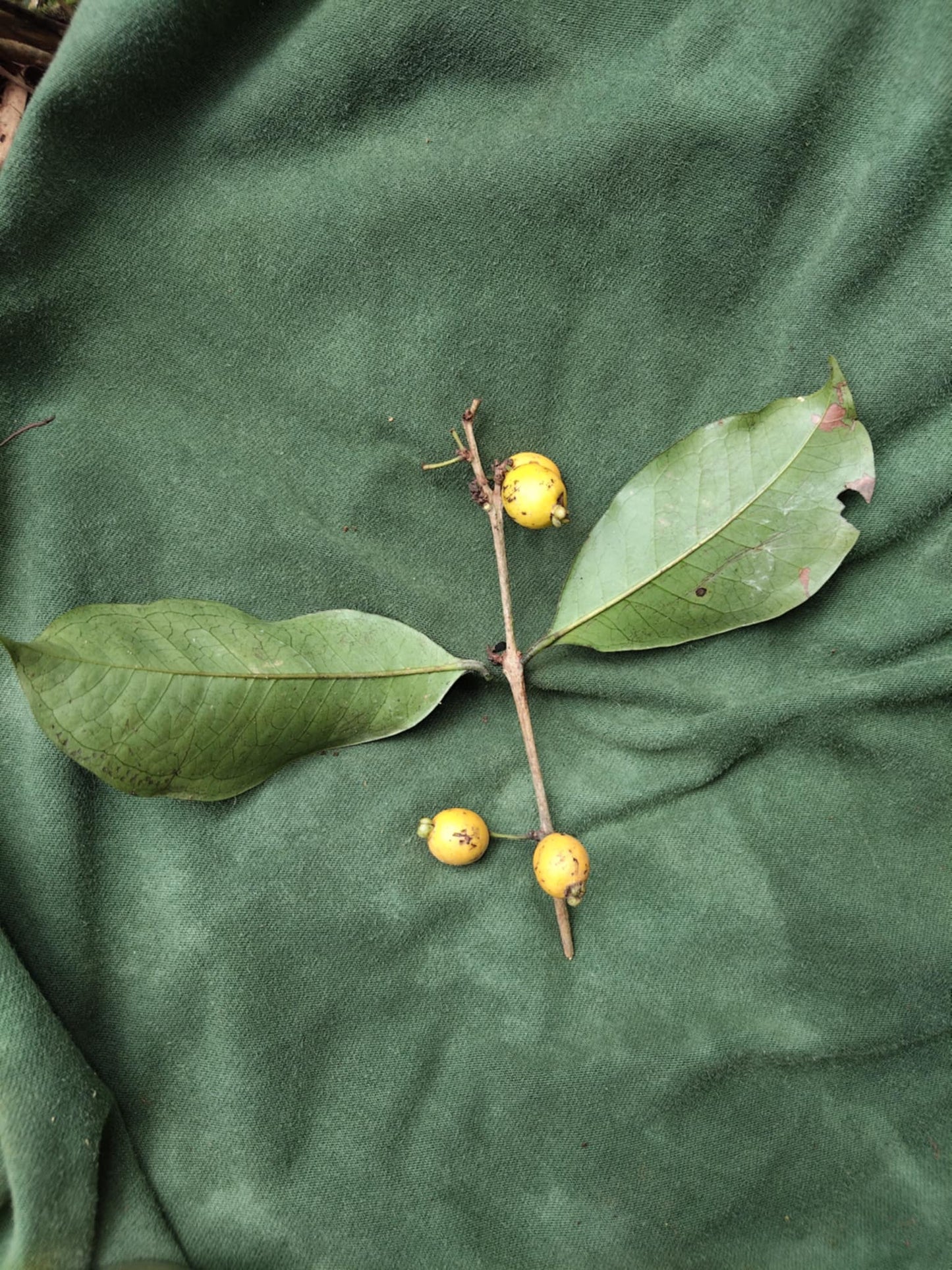 Eugenia sp. "Cereza de Bolívar"