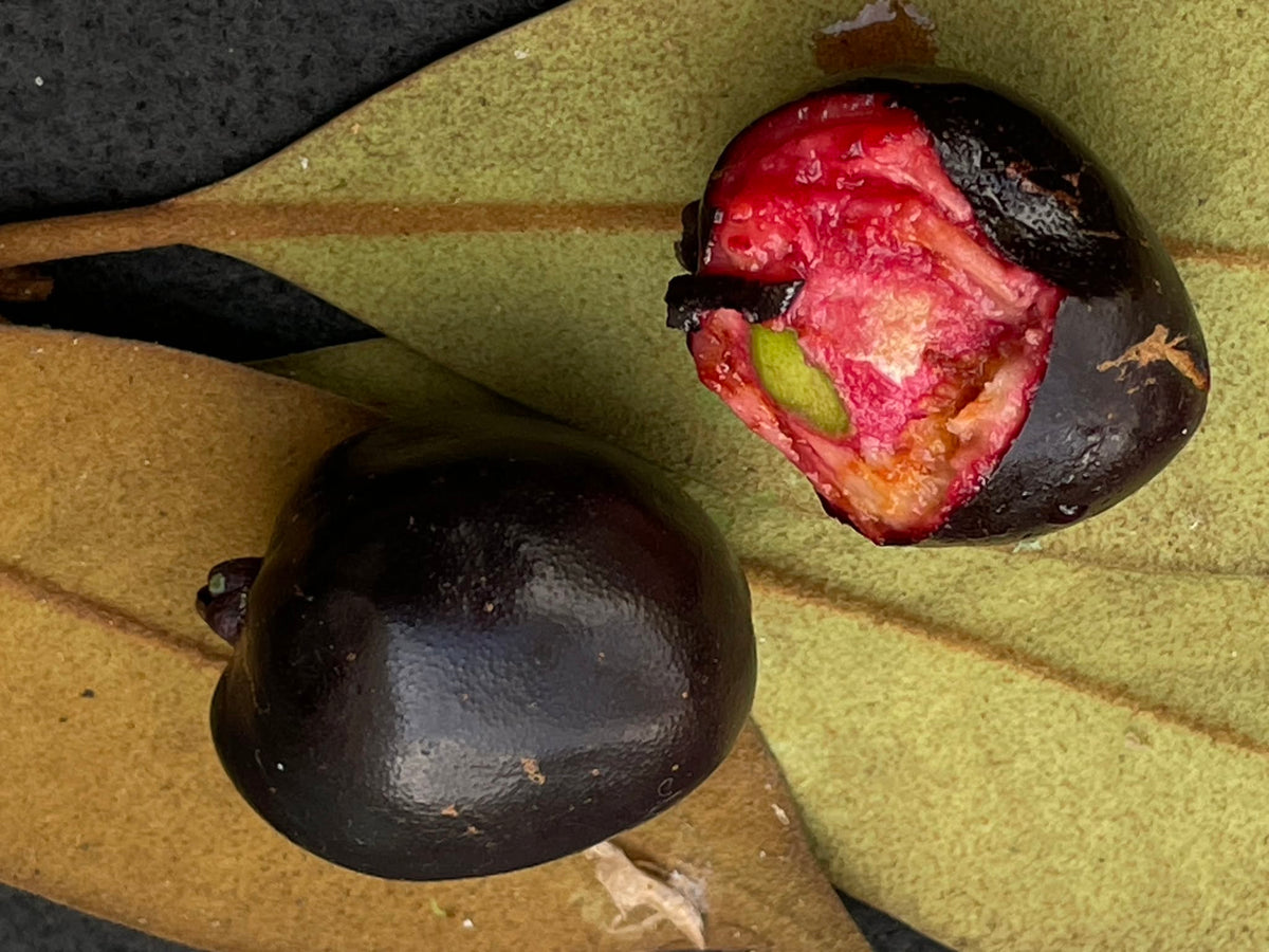 Eugenia macrosperma