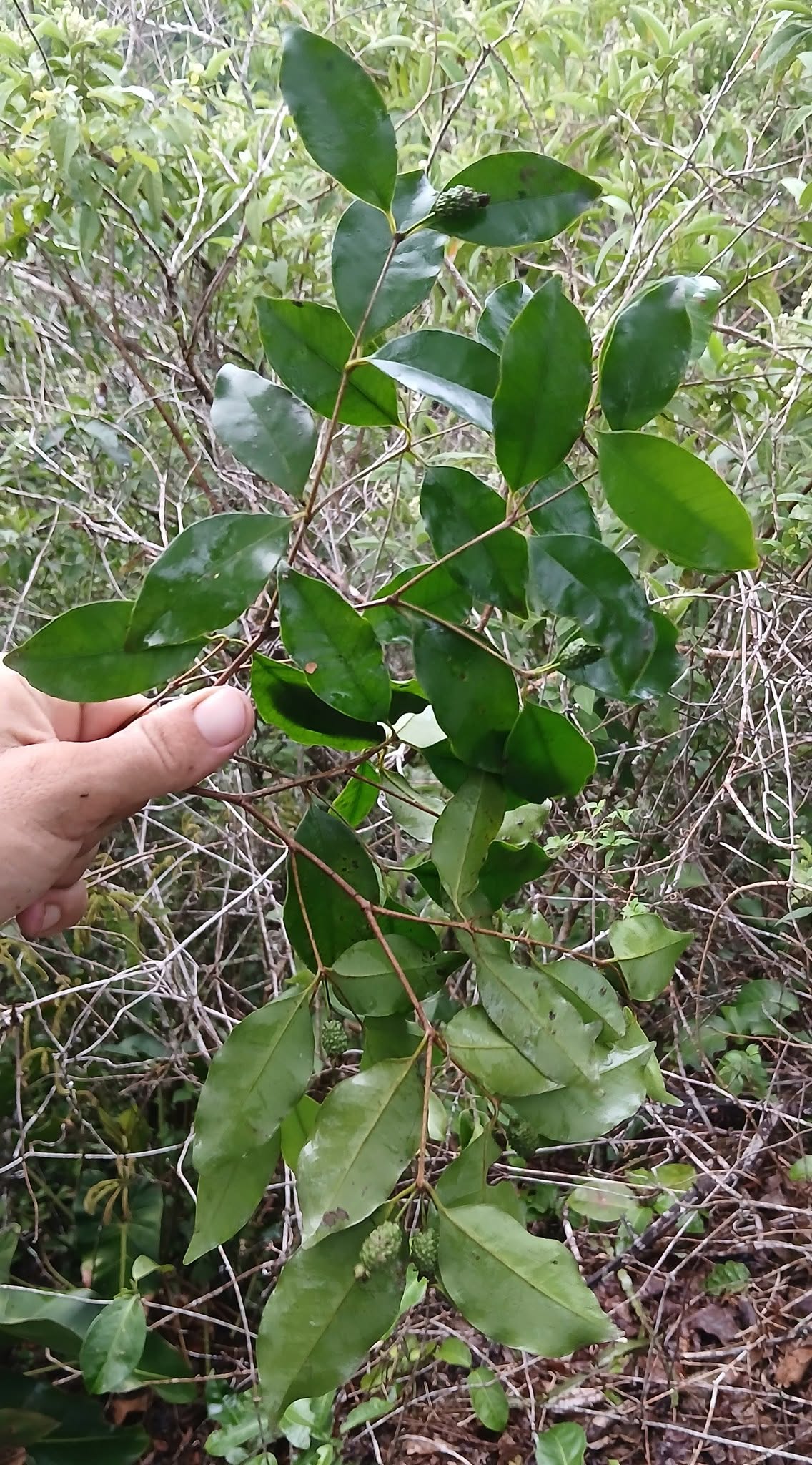 Eugenia adenantha