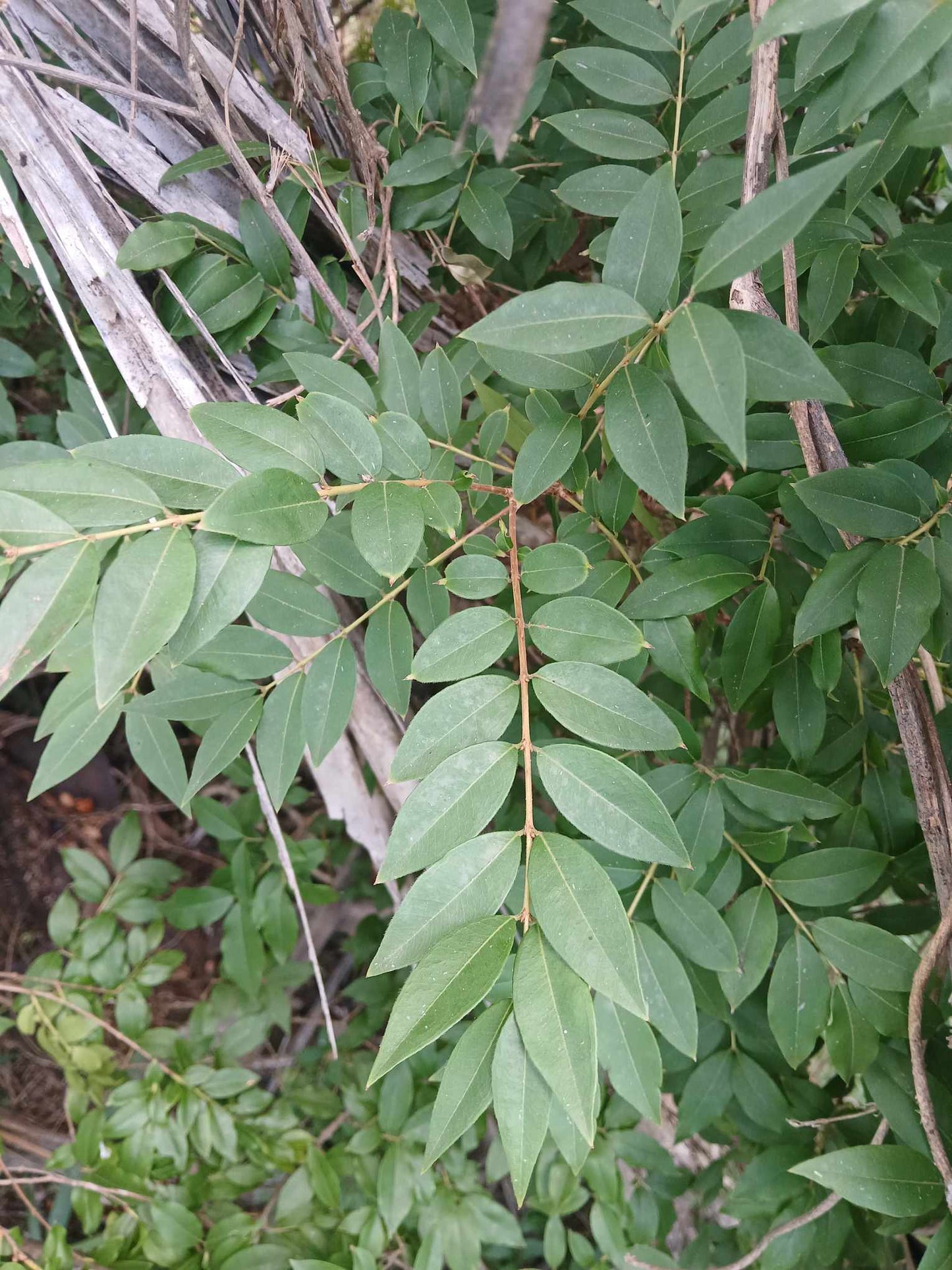 Plinia sp. "Jaboticaba  da Caatinga"