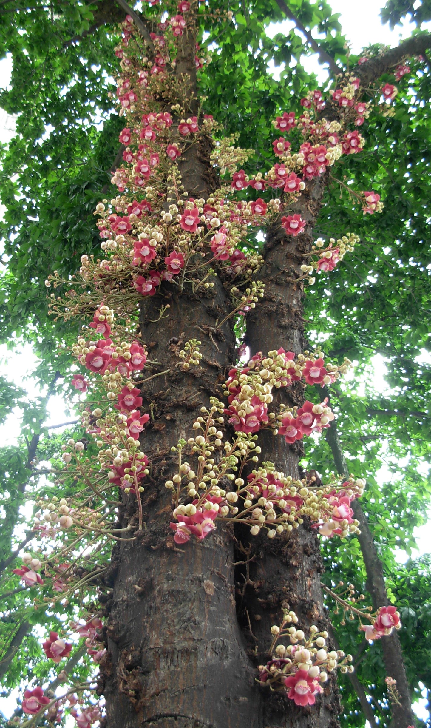 Couroupita guianensis (Cannonball tree)