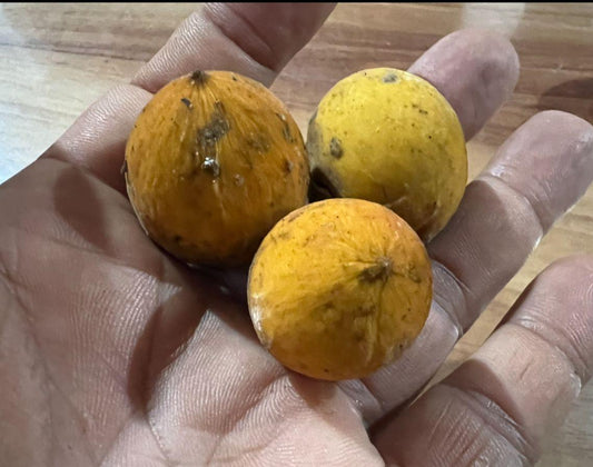 Pouteria sp. "Abiu amarelo piloso"