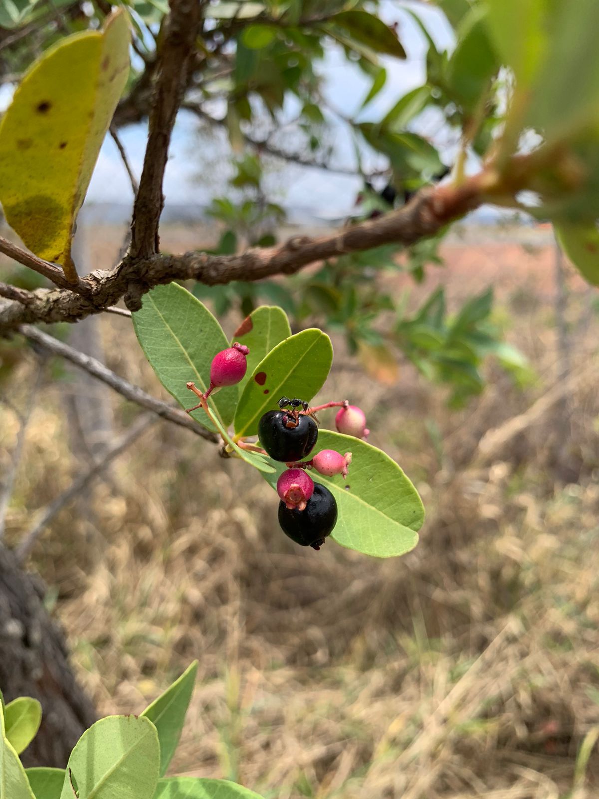 Myrcia sp. "Alta cerrado"