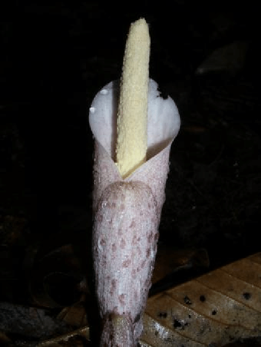 Amorphophallus infundibuliformis