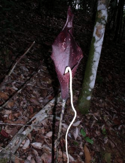 Amorphophallus pendulus