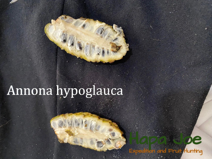 Annona hypoglauca "Annonilla"