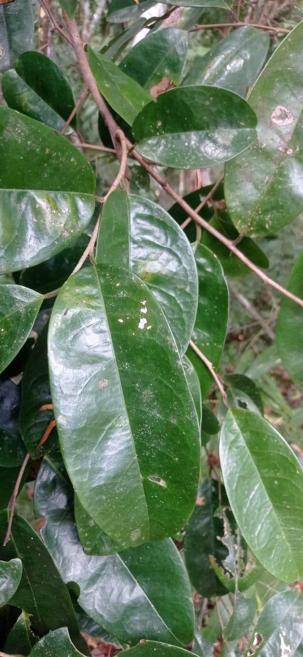 Annona aff. muricata "Sweet Columbian"