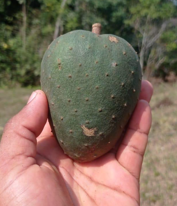 Annona aff. muricata "Sweet Columbian"