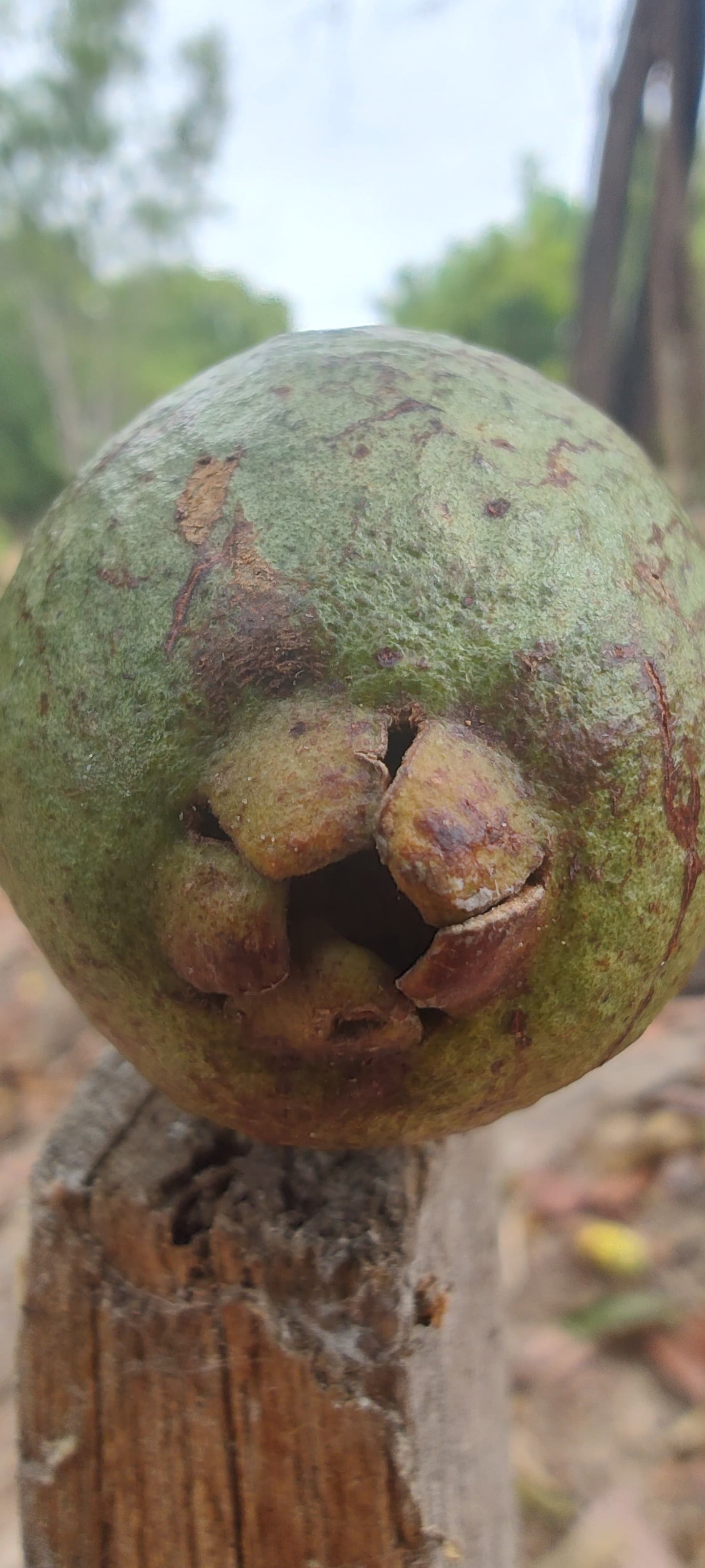 Psidium sp. "Araçá-feijoa"