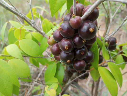 Plinia sp. Jabuticaba de Bico de Diamantina