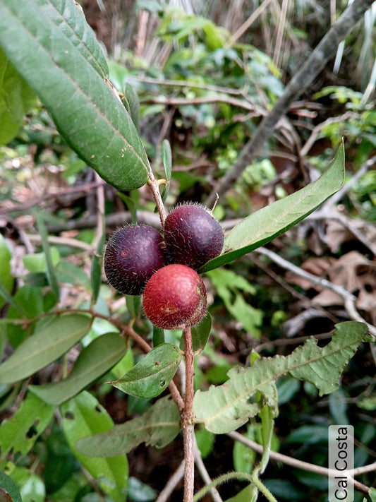 Myrciaria sp. "Black Cal"