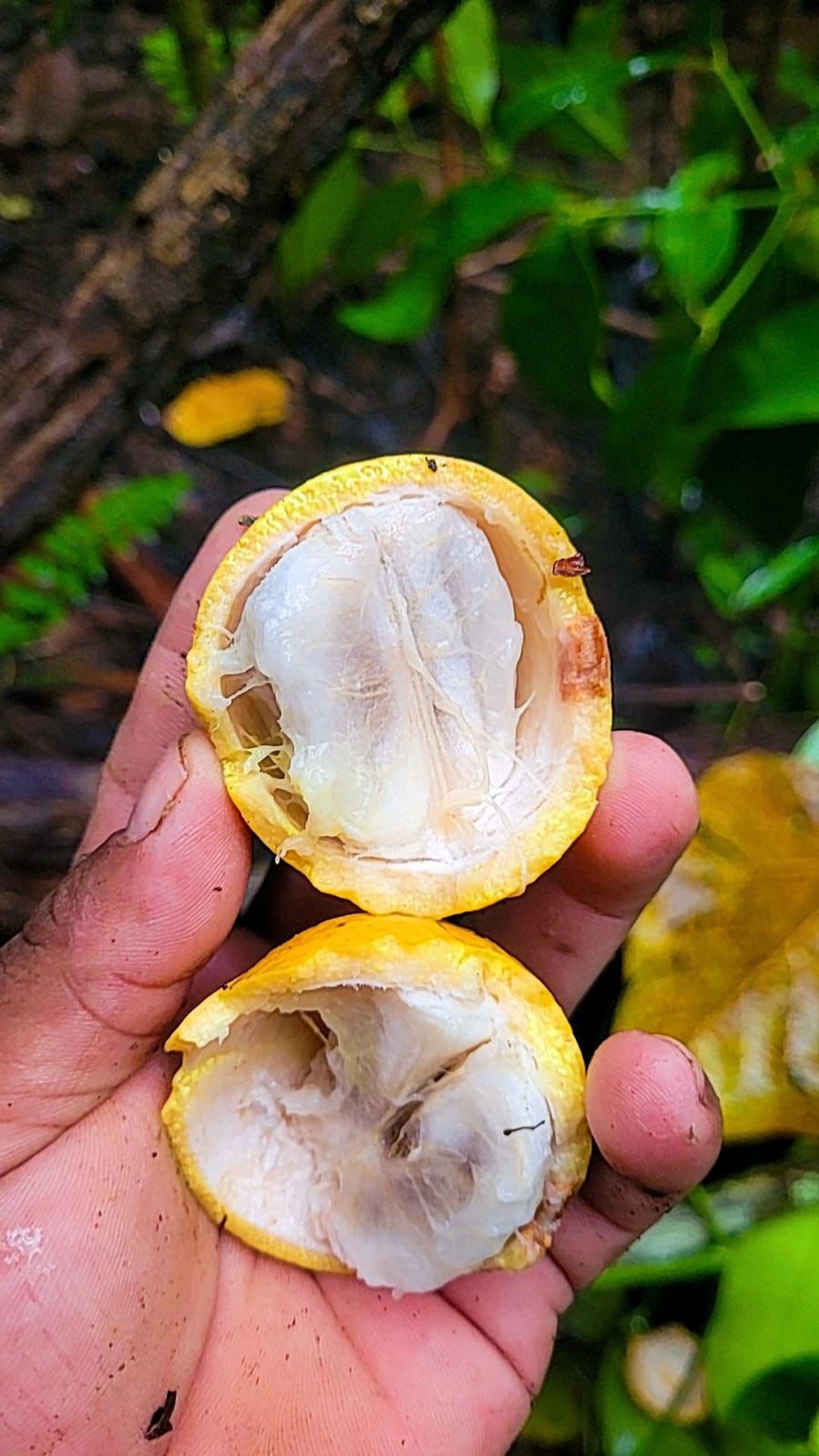 Garcinia sp. "Bola de Ouro"