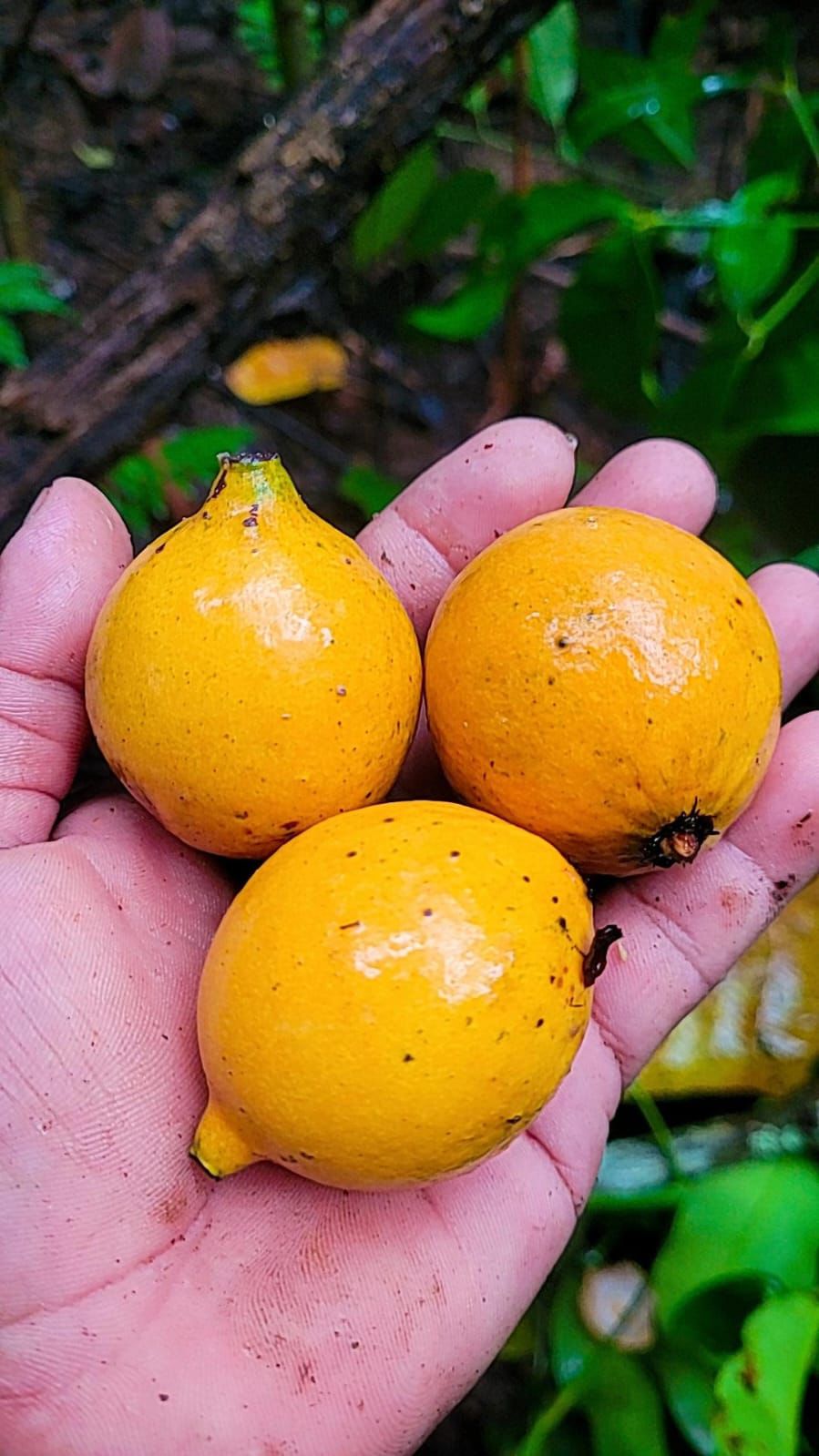 Garcinia sp. "Bola de Ouro"