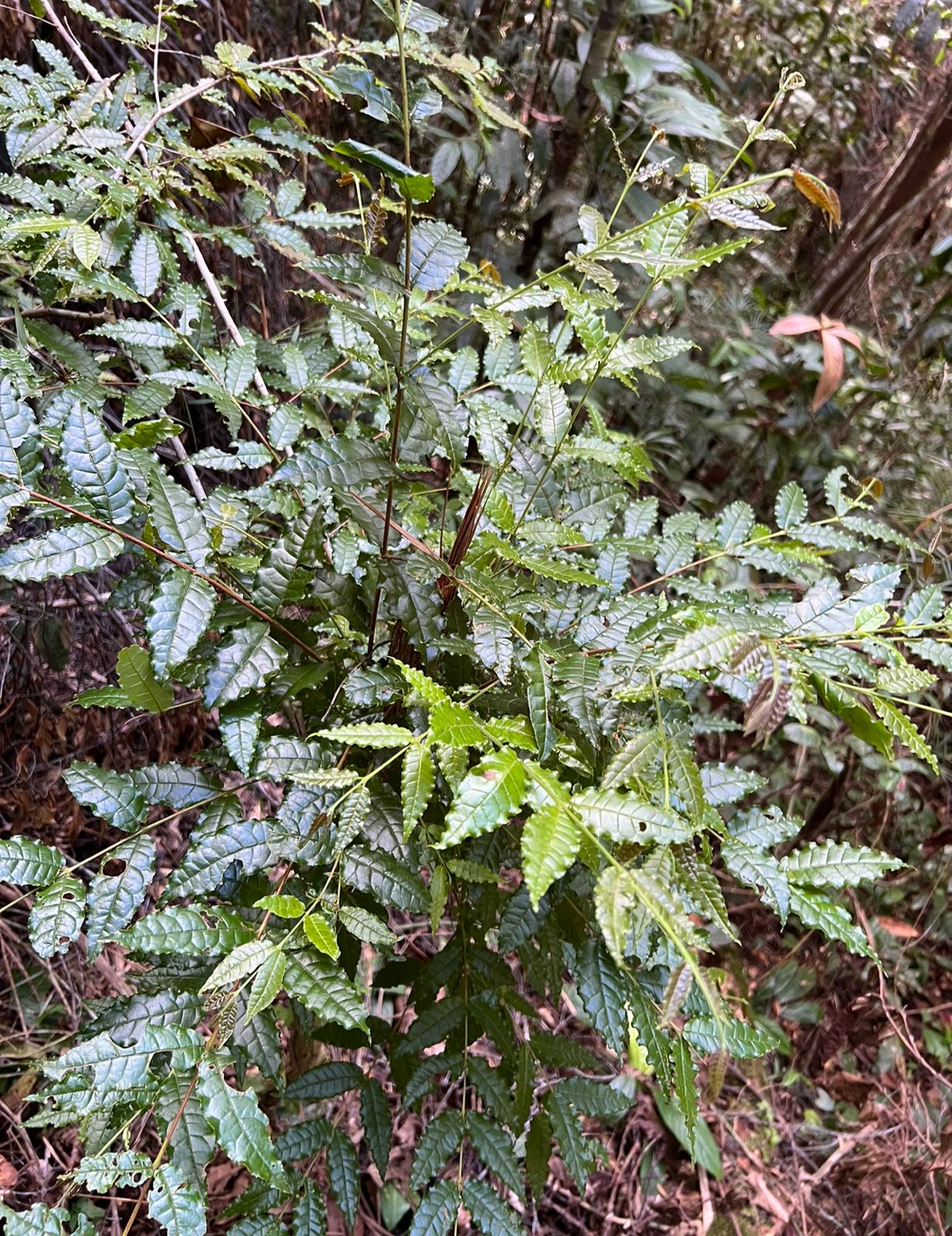 Campomanesia sp. "Folhas longas e enrugadas"