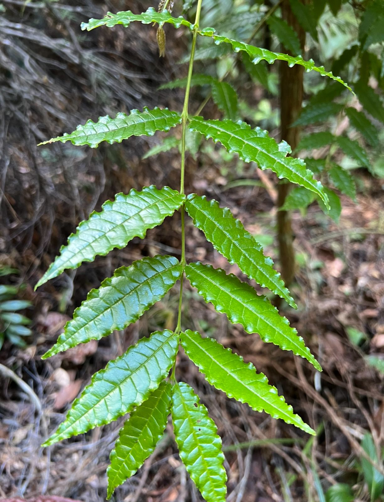 Campomanesia sp. "Folhas longas e enrugadas"