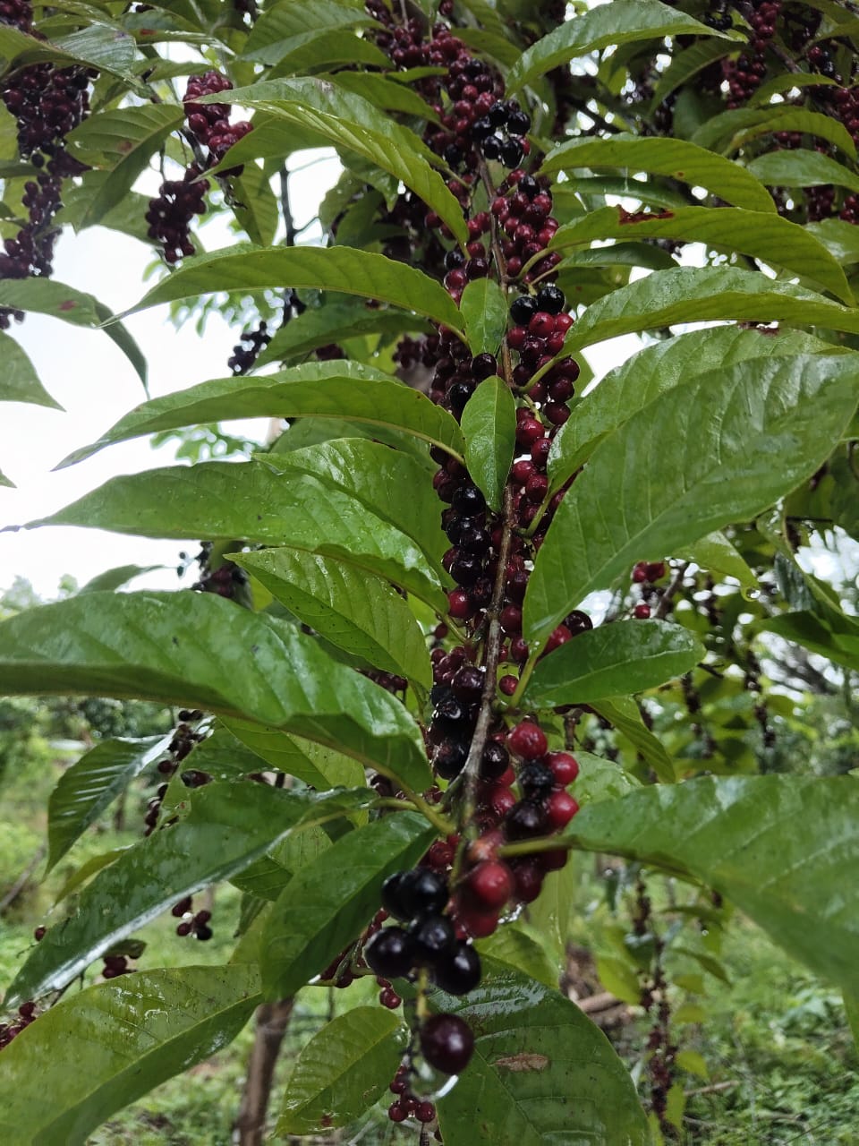 Coccoloba sp. "Black pearls"