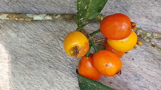 Eugenia  widgrenii "Coroada Laranja"