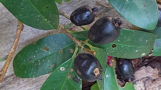 Eugenia widgrenii "Coroada Roxa"