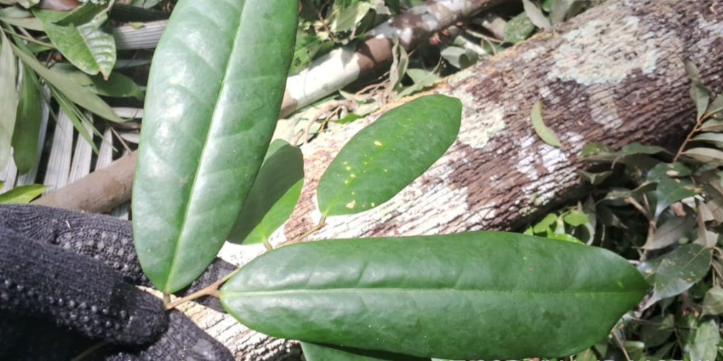 Duguetia sp. "Paraná"