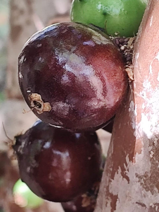 Plinia  sp. "Esmeralda"