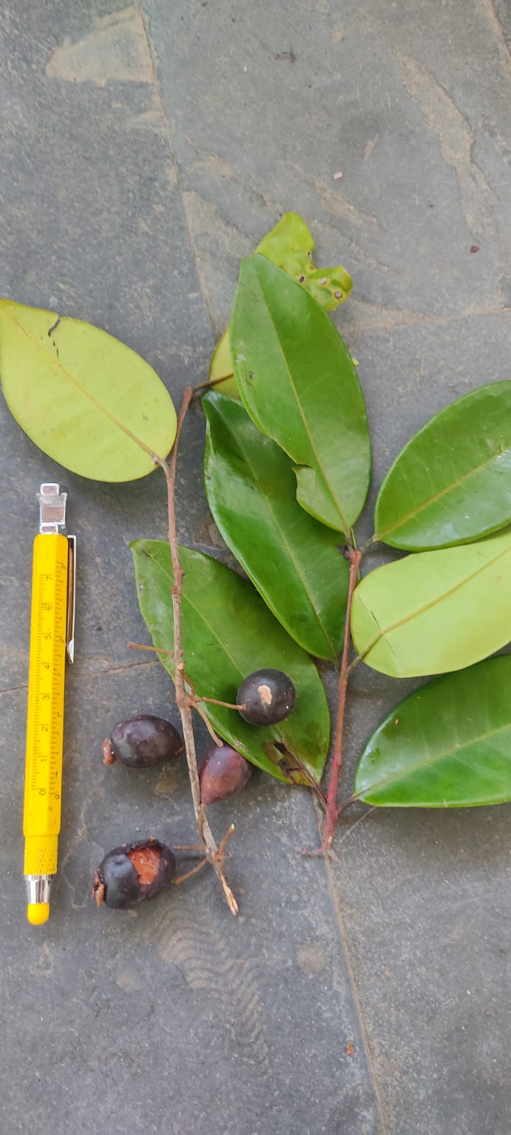 Eugenia bahiensis