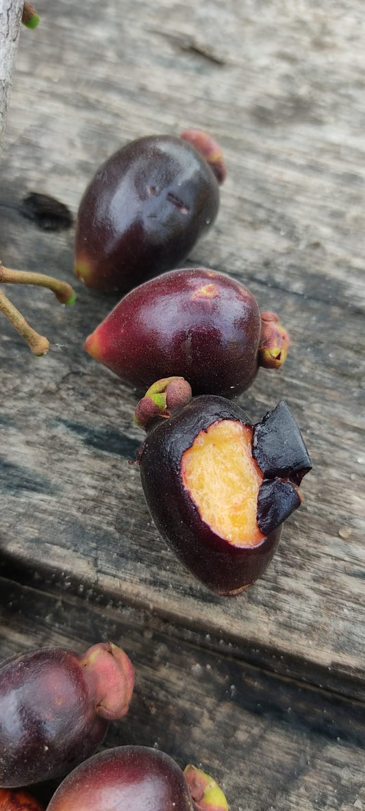 Eugenia bahiensis
