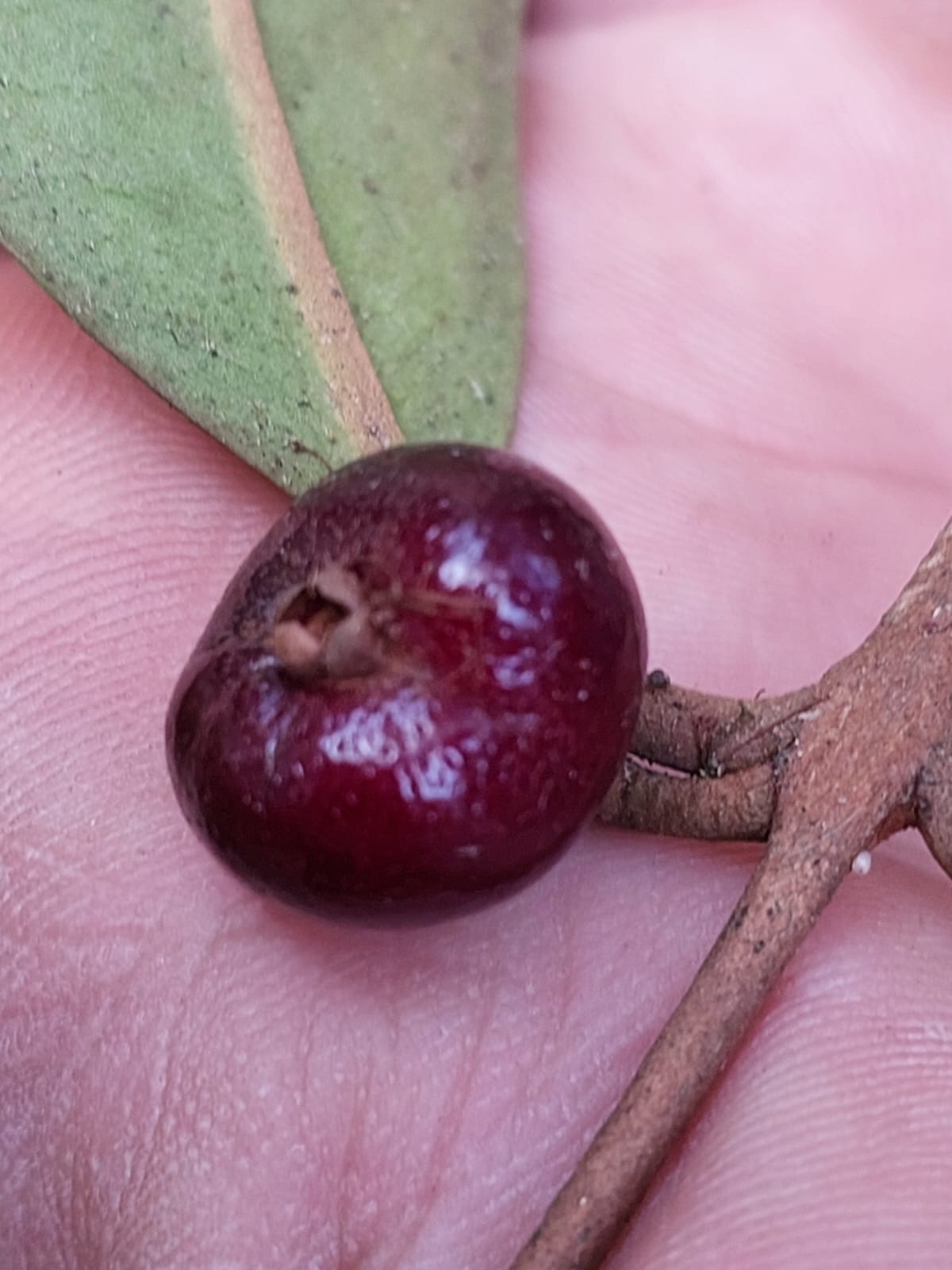 Eugenia disperma