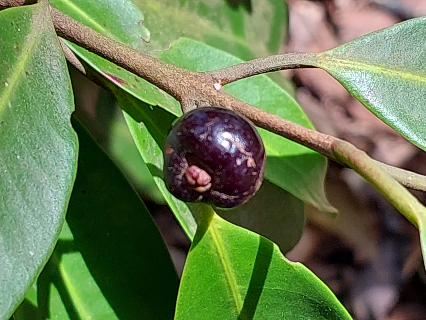 Eugenia disperma