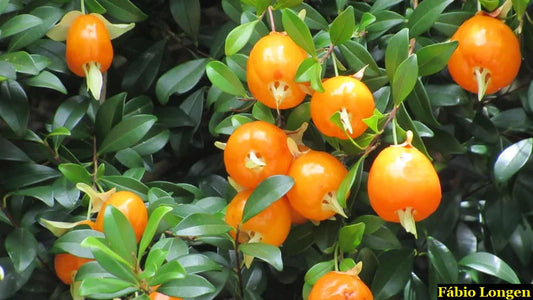 Eugenia minutifolia "Cereja do Anestor"