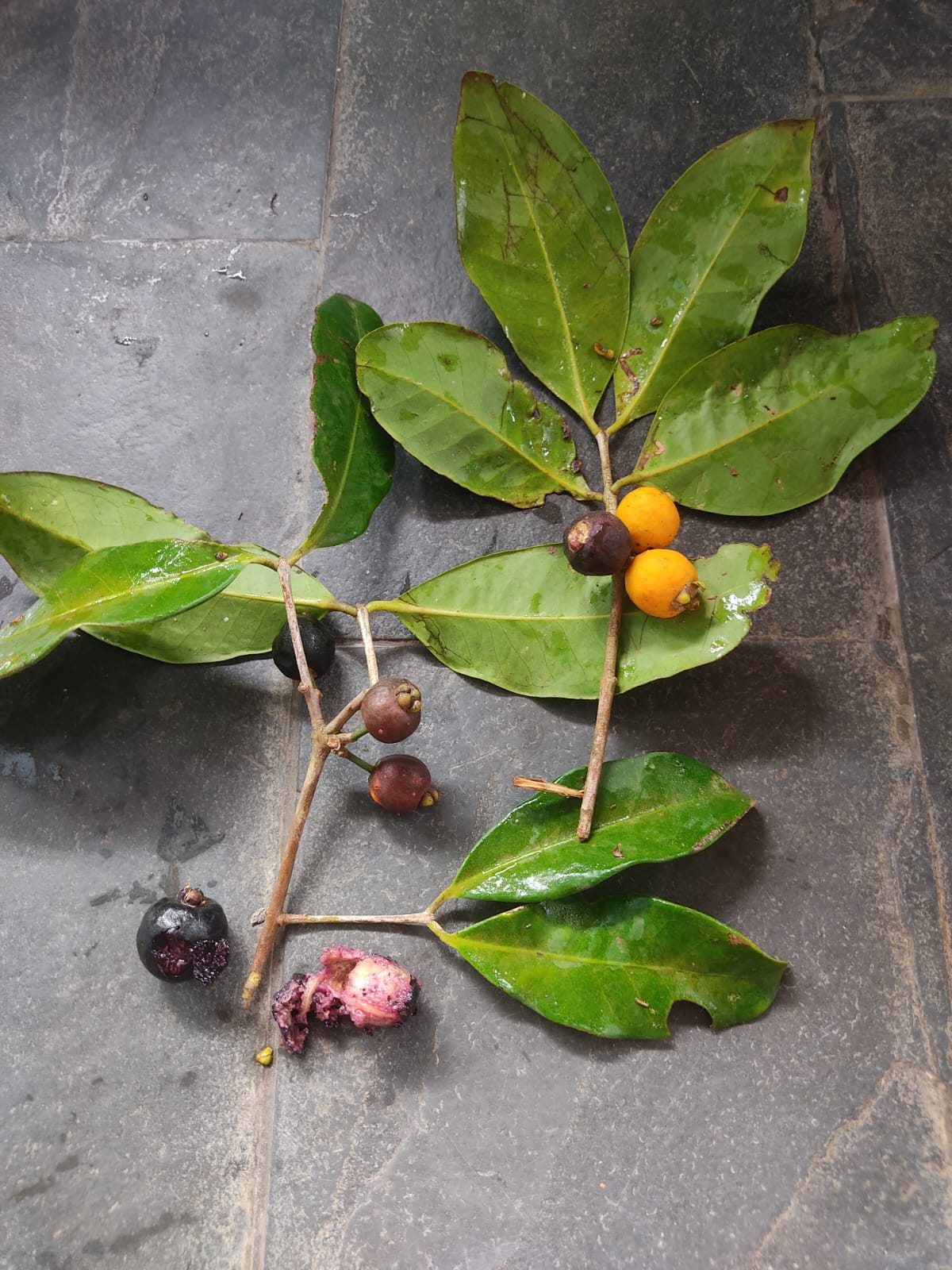 Eugenia rotundifolia var. "Camamu"