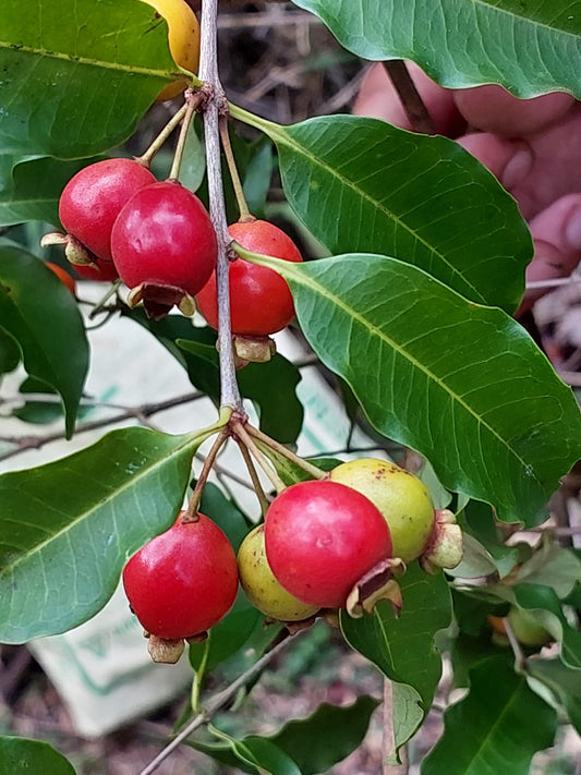 Eugenia subundulata