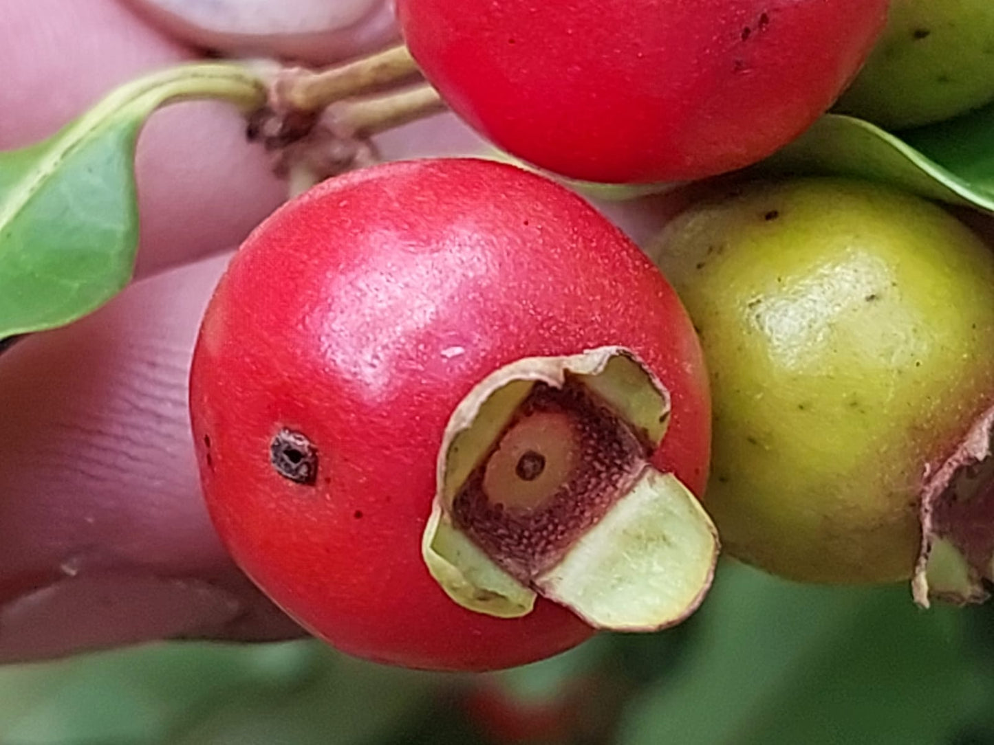 Eugenia subundulata