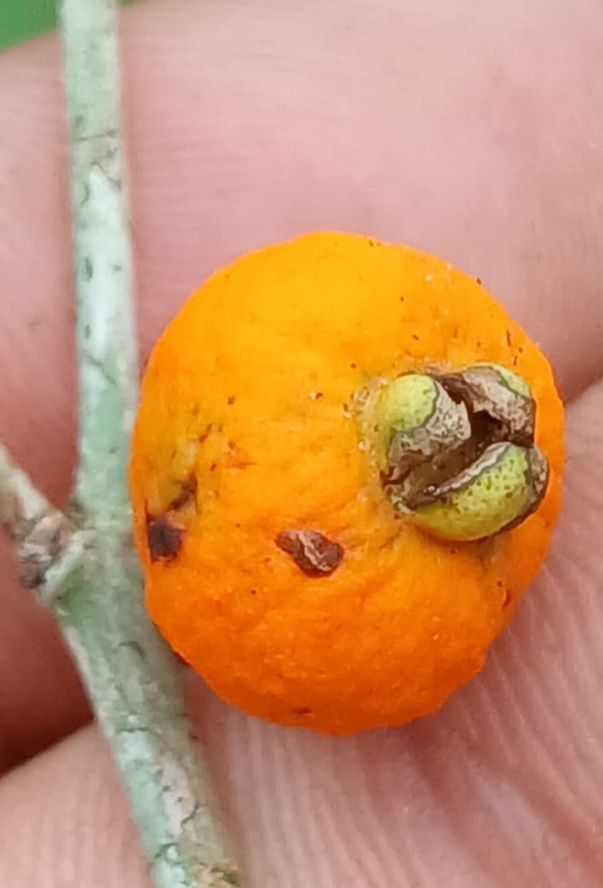 Eugenia sp. "Tangerine"