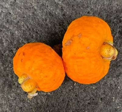 Eugenia sp. "Tangerine"