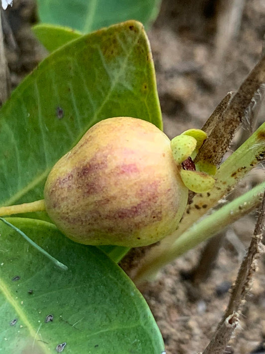 Eugenia veadeirensis