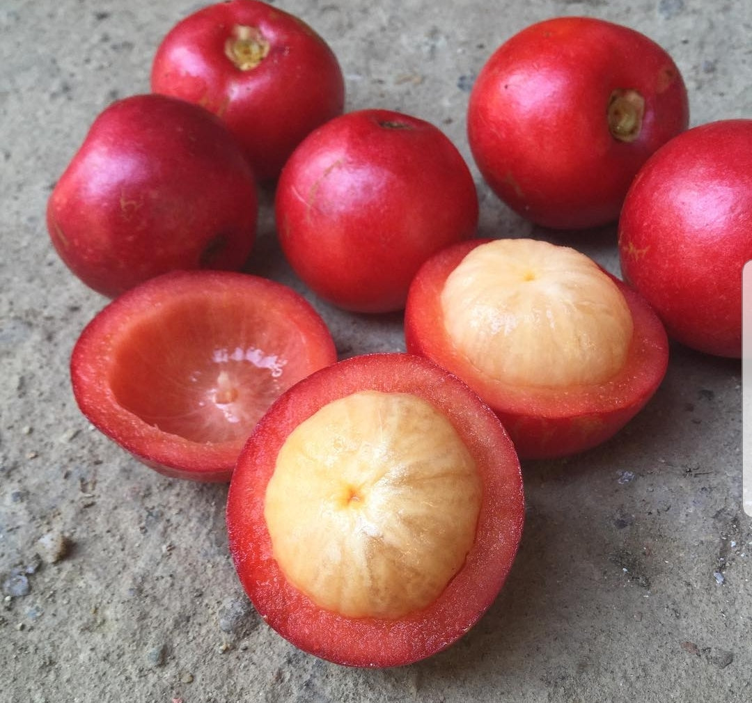 Garcinia forbesii