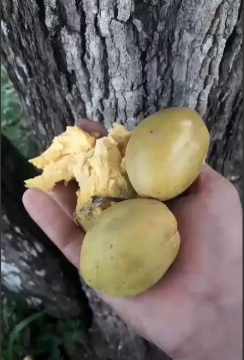 Pouteria macrophylla "Giant Tupari"