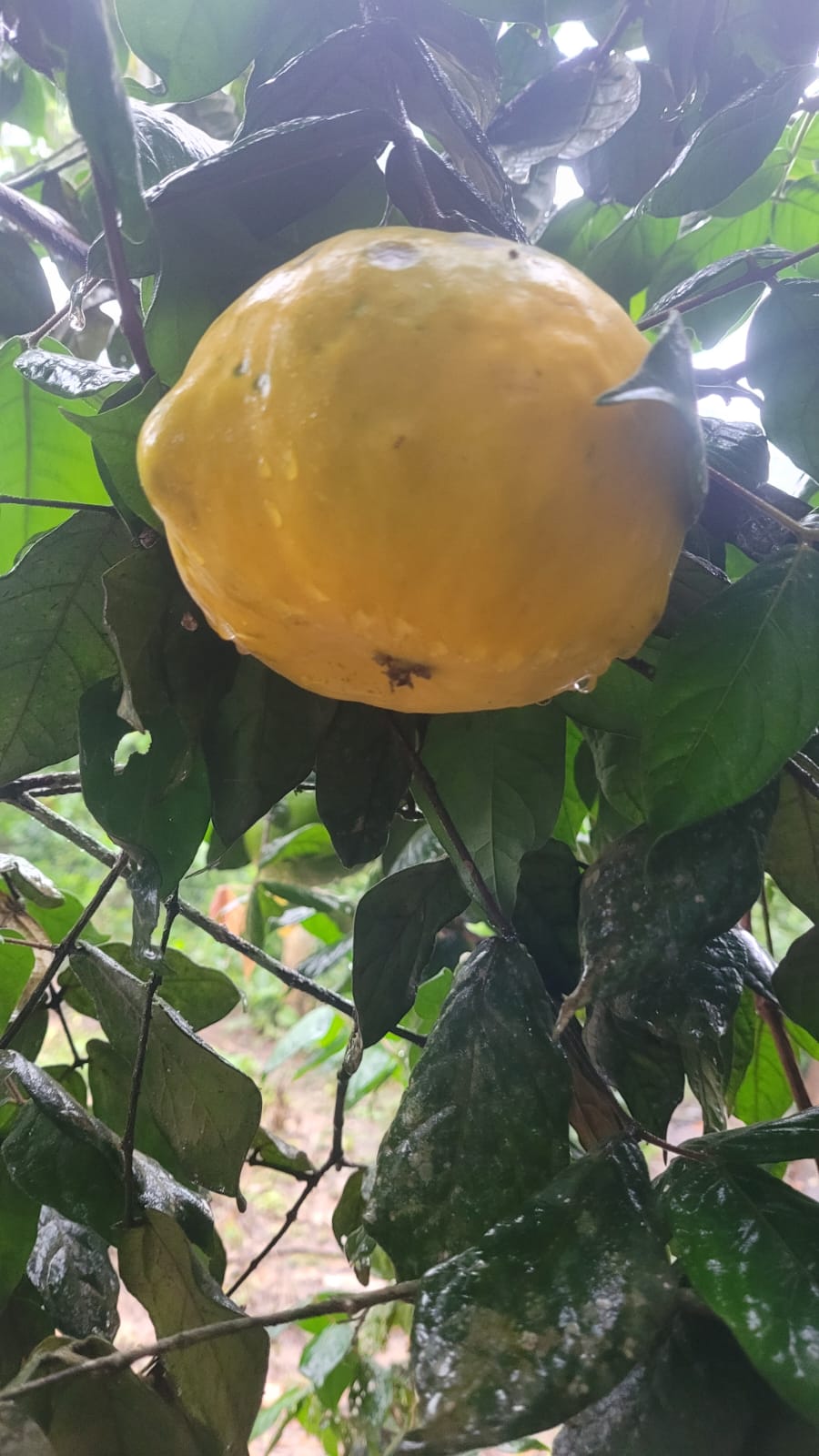 Eugenia sp. "Gigante Acre"