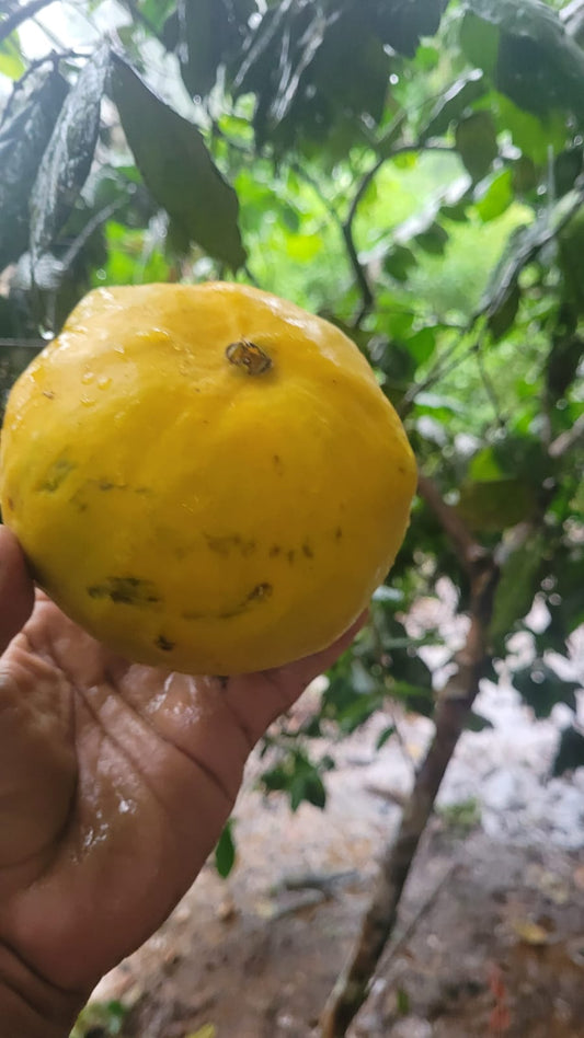 Eugenia sp. "Gigante Acre"