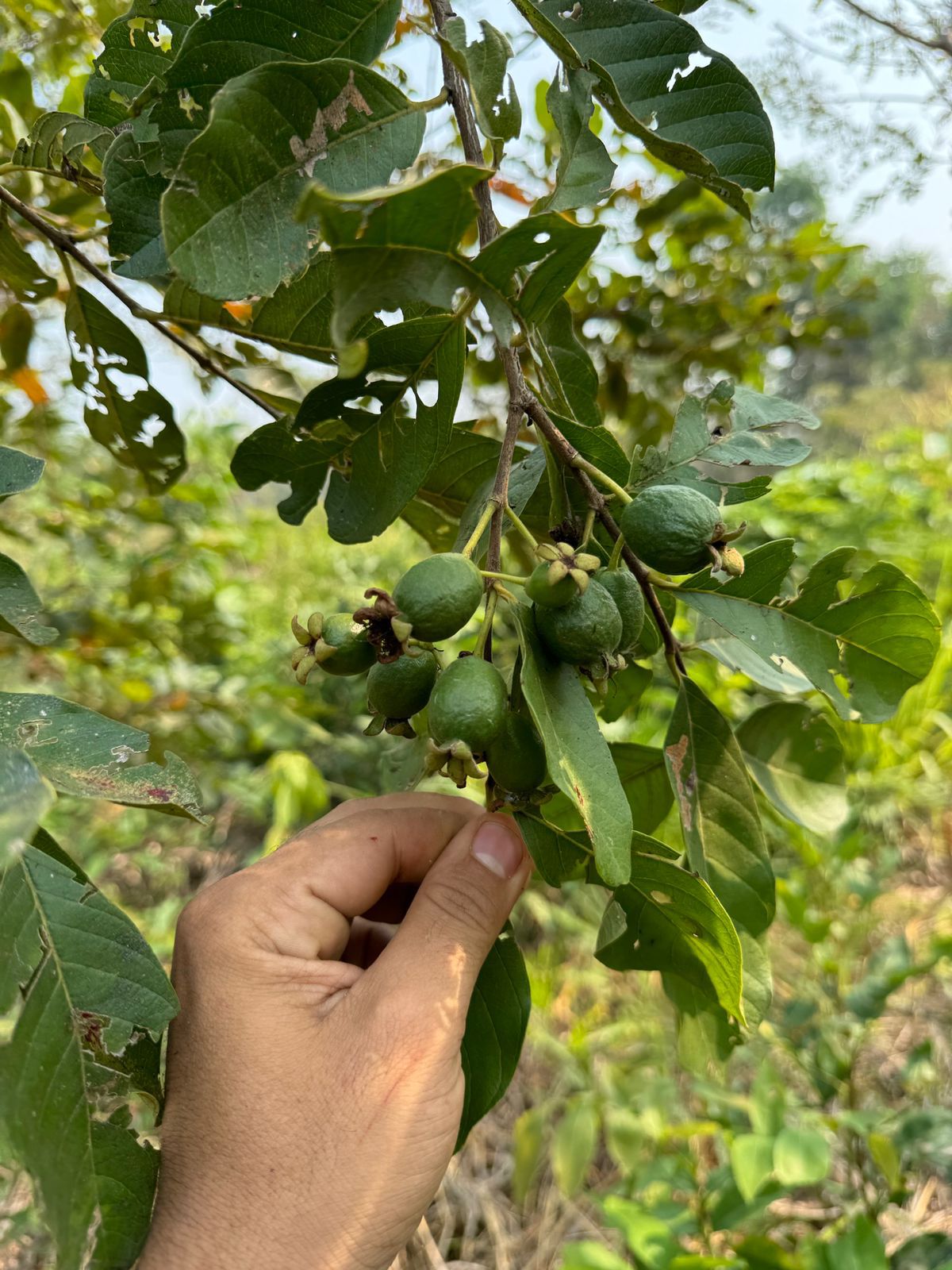 Psidium sp. "Goiaba Amazônica Rondônia"