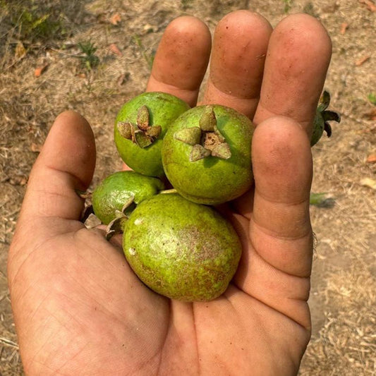 Psidium sp. "Goiaba Amazônica Rondônia"