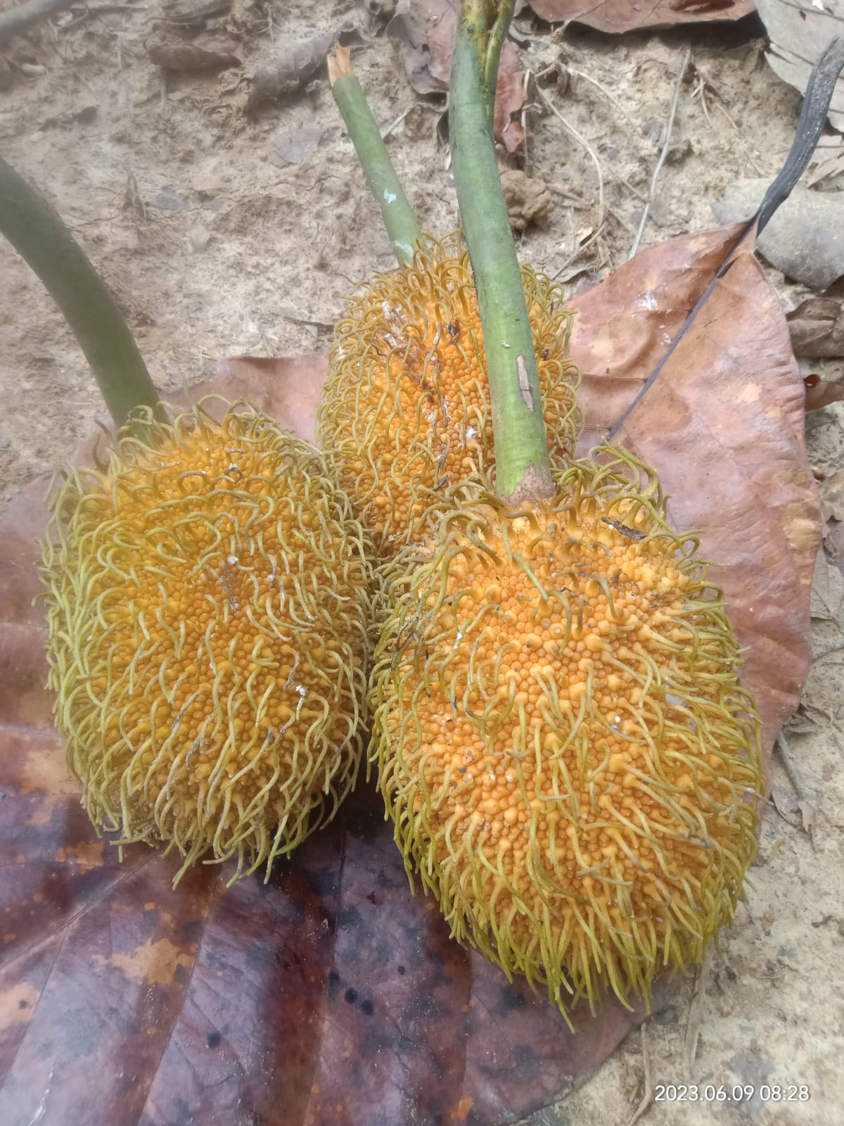 Artocarpus elasticus