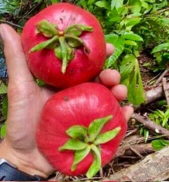 Red Sapote (Timonius minahasae)