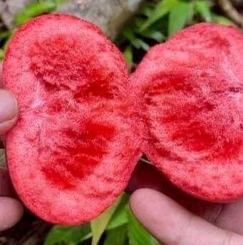 Red Sapote (Timonius minahasae)