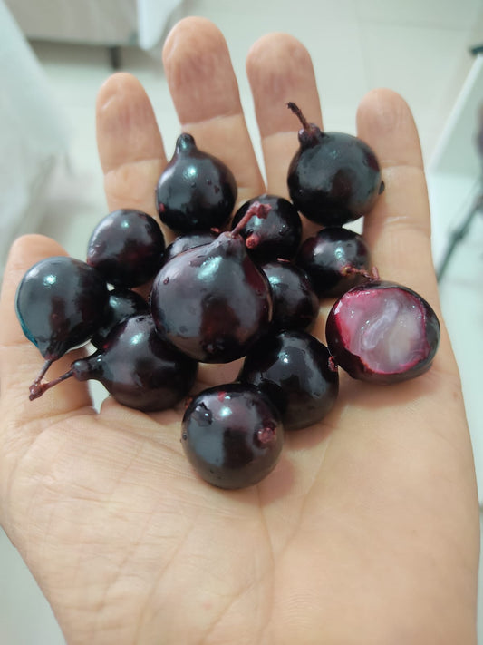 Plinia sp. "Jabuticaba Negra Peito de Moça"